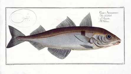 Hyse (Gadus Aeglefinus) plate LXII fra 
